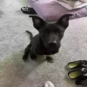 adoptable Dog in Marietta, GA named Koda