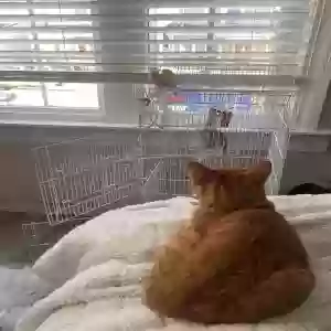 adoptable Cat in South Ozone Park, NY named Pumpkin