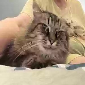adoptable Cat in Portage, IN named Oscar