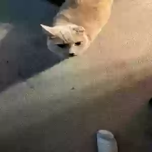 adoptable Cat in Portage, IN named Harley