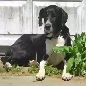 adoptable Dog in Erwin, TN named Charlie