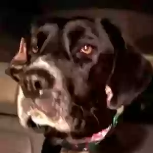 /images/pets/original/2185897_actual_two.webp