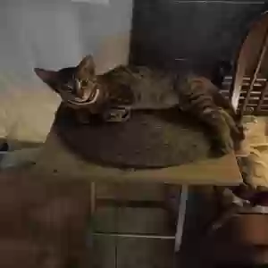 adoptable Cat in Lima, OH named Jr