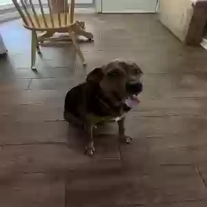 adoptable Dog in Jackson, TN named Willow