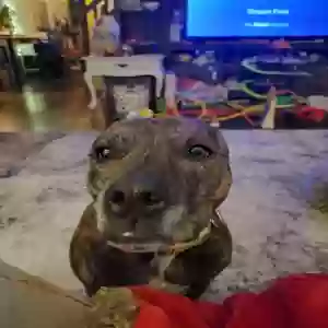 adoptable Dog in Trenton, OH named Zoey