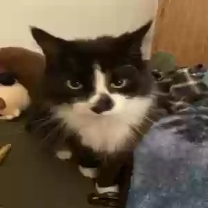 adoptable Cat in Fenton, MI named Cat