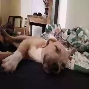 adoptable Dog in Corpus Christi, TX named Ishmael