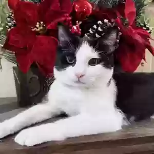 adoptable Cat in Marietta, GA named Pippin