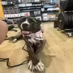 adoptable Dog in Princeton, TX named Remi