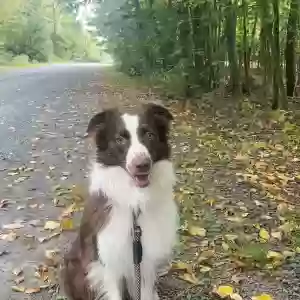 adoptable Dog in Gouldsboro, PA named Ares
