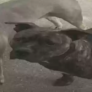 adoptable Dog in Irving, TX named Smokey