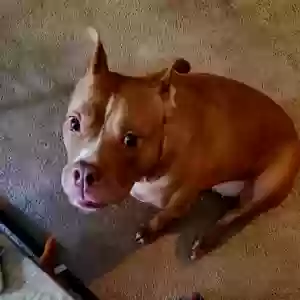 adoptable Dog in Lewisville, TX named Skye