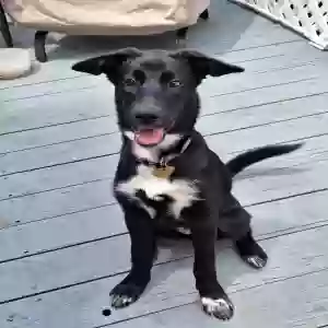 adoptable Dog in Waterford, MI named Ghost