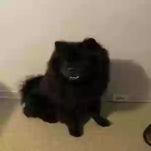 adoptable Dog in Bethlehem, PA named Bear