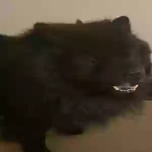 /images/pets/original/2185966_actual_two.webp