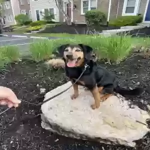 adoptable Dog in Maineville, OH named Gryff