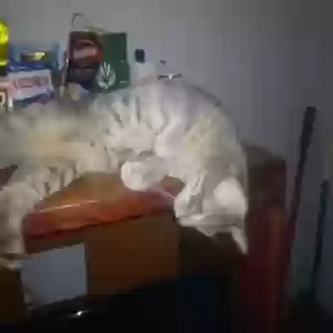 /images/pets/original/2185978_76990_IMG_20250407_211155.webp