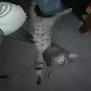 adoptable Cat in Hagerstown, MD named Storm gray