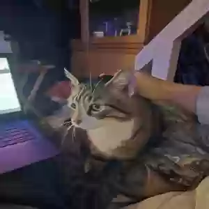 adoptable Cat in Brooklyn, NY named Edwin