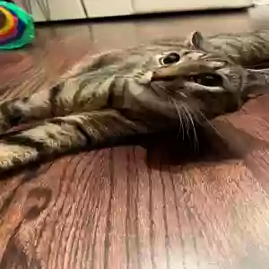 adoptable Cat in Irving, TX named Shrimp