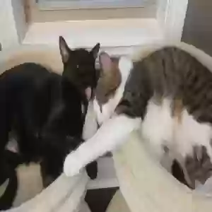 adoptable Cat in Clarksville, TN named Graham and Francis