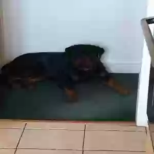 adoptable Dog in Lithonia, GA named Nas