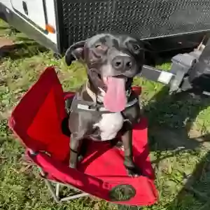 adoptable Dog in Romulus, MI named Enzo