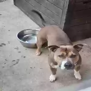adoptable Dog in Snellville, GA named MELODY