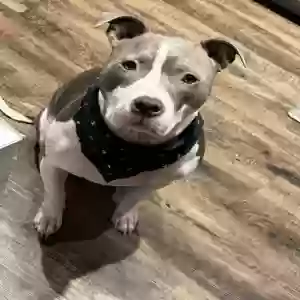 /images/pets/original/2186017_97249_IMG_0896.webp