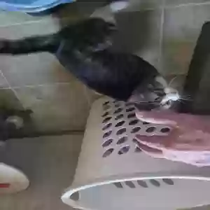 adoptable Cat in Roseburg, OR named Sadie