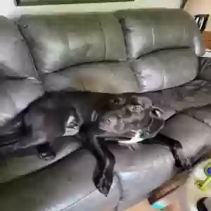 adoptable Dog in Portage, MI named Rufus