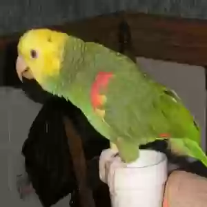adoptable Bird in Brecksville, OH named Unknown