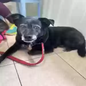 adoptable Dog in Duluth, GA named Bob