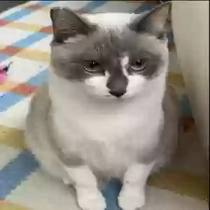 adoptable Cat in Berkeley, CA named Lady Jenny