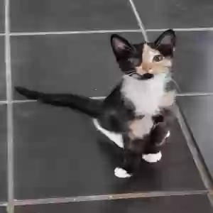 adoptable Cat in Stone Mountain, GA named Unnamed
