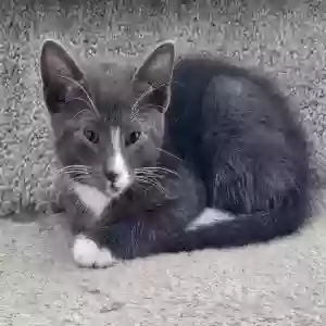 adoptable Cat in Stone Mountain, GA named Unnamed