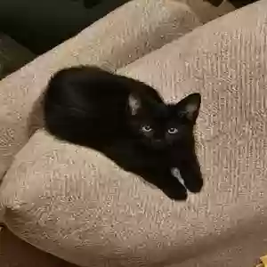 adoptable Cat in Stone Mountain, GA named Unnamed