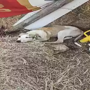 adoptable Dog in Temple, TX named Dallas