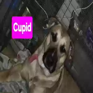 adoptable Dog in Temple, TX named Cupid