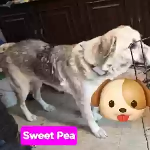 adoptable Dog in Temple, TX named Sweet Pea