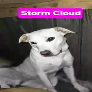 adoptable Dog in Temple, TX named Stormy cloud