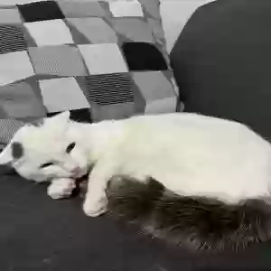 adoptable Cat in Brooklyn, NY named Cloud