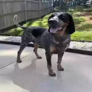 adoptable Dog in Lindale, TX named Hank