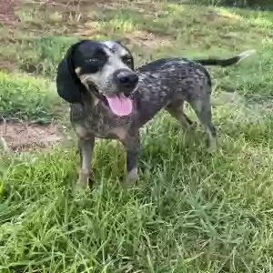 adoptable Dog in Lindale, TX named Duke