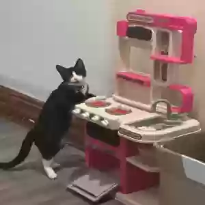 adoptable Cat in Bronx, NY named Brooklyn