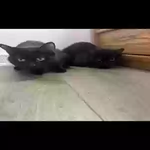 adoptable Cat in Brunswick, OH named Myrtle and Florence