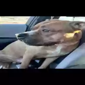 /images/pets/original/2186080_53544_vinny2man.webp