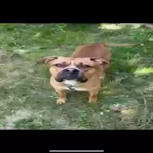 adoptable Dog in Middletown, OH named Vinny