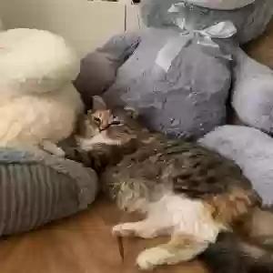 adoptable Cat in Westminster, CA named Kitty