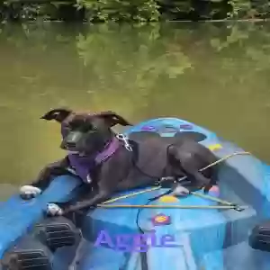 adoptable Dog in Gainesboro, TN named Aggie